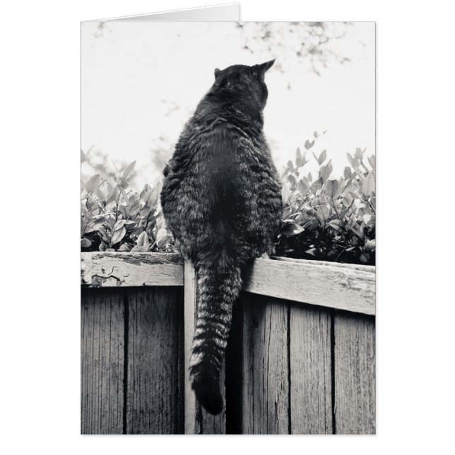 Gargoyle vivant (Devant)