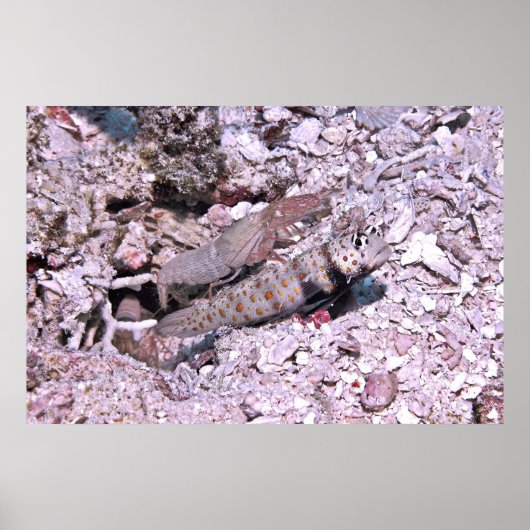 Garnaal en garnaal poster (Voorkant)