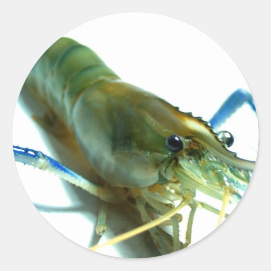 garnaal ronde sticker (Voorkant)