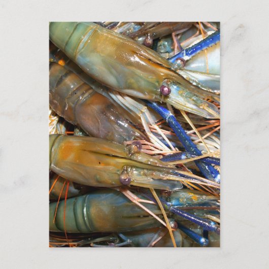 garnalen briefkaart (Voorkant)