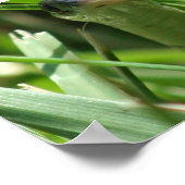 Garter Snake in de gras Poster (Hoek)