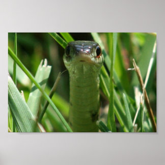Garter Snake in de gras Poster