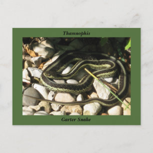 Garter Snake on Rocks (Green Border)-Thamnophis Briefkaart