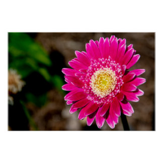 Garvinea Sweet Fiesta Gerber Daisy Perfect Poster