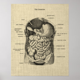 Gastro-intestinale Anatomie print 1 Medisch Poster