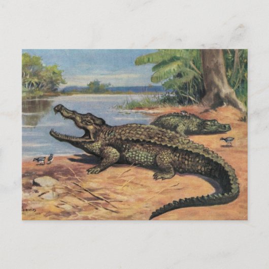 Gator Beach Ansichtkaart Briefkaart (Voorkant)