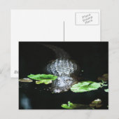 Gator Briefkaart (Voorkant / Achterkant)