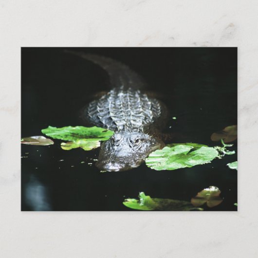 Gator Briefkaart (Voorkant)