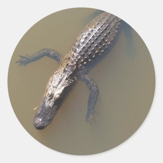 Gator drijvend ronde sticker (Voorkant)