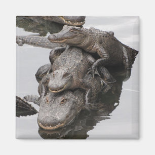 Gator Family Reunion Magneet