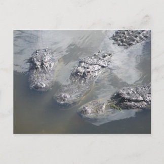 GATOR GREETINGS BRIEFKAART