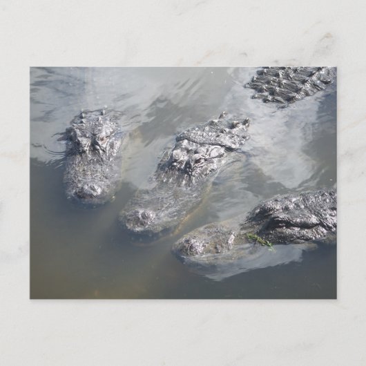 GATOR GREETINGS BRIEFKAART (Voorkant)