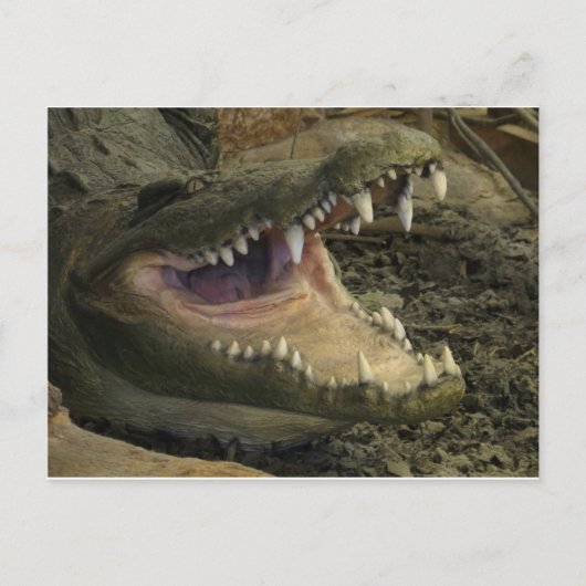 Gator Head Briefkaart (Voorkant)