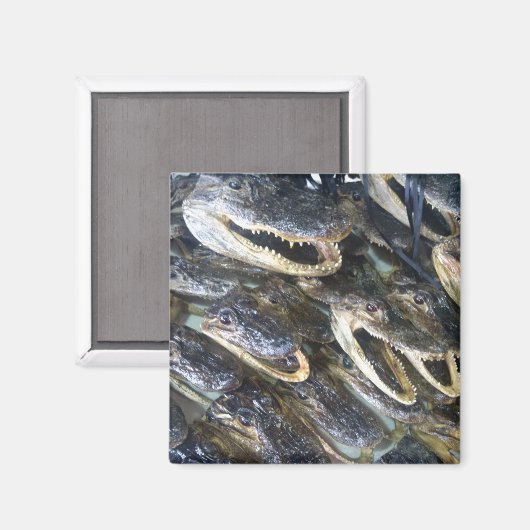 Gator Head Magnet (Recto/Verso)