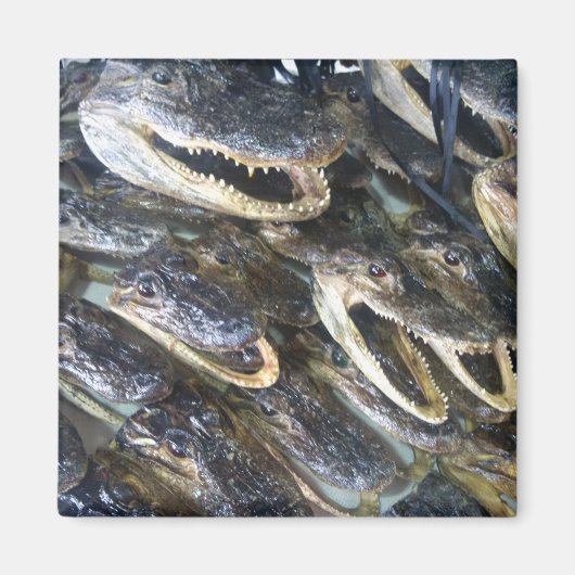 Gator Head Magnet Magneet (Voorkant)