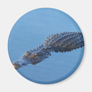 Gator I Magneet
