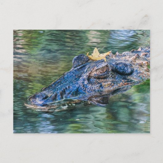 Gator met kroon briefkaart (Voorkant)