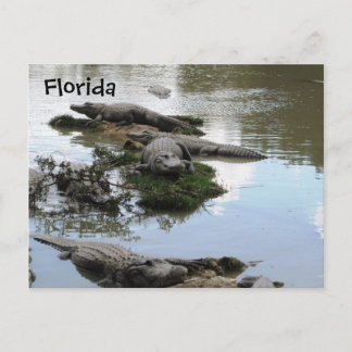 Gator Pond Briefkaart
