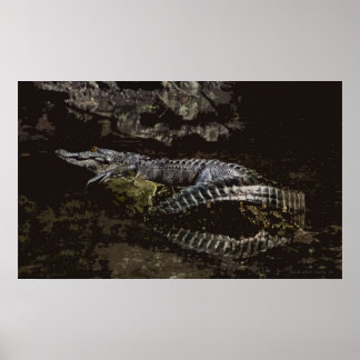 Gator Portret Poster