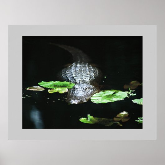 Gator Poster (Voorkant)