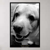 GATOR POSTER (Voorkant)