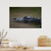 Gator Resting Poster -36x24 -andere beschikbare fo (Keuken)
