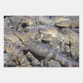 Gator Wrapping Papier Bladen - 3 Design Set Inpakpapier Vel (Voorkant 3)