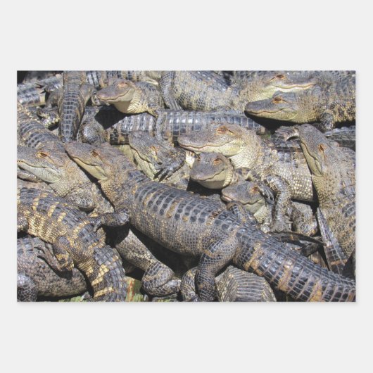 Gator Wrapping Papier Bladen - 3 Design Set Inpakpapier Vel (Voorkant 3)