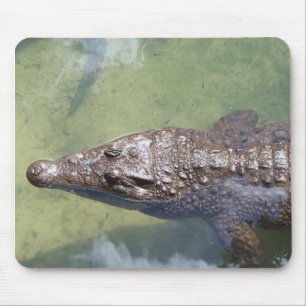 gatorzwemmen muismat
