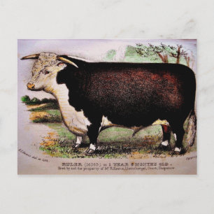 Gauci Hereford Cattle Briefkaart