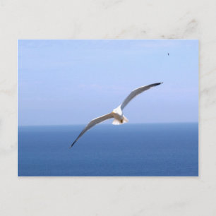 Gaviota Briefkaart