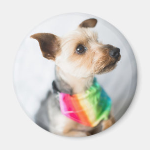 Gay Pride Rainbow Dog Yorkshire Terrier Magneet