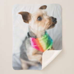 Gay Pride Rainbow Dog   Yorkshire Terrier Sherpa Deken