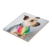 Gay Pride Rainbow Dog | Yorkshire Terrier Tegeltje (Zijkant)