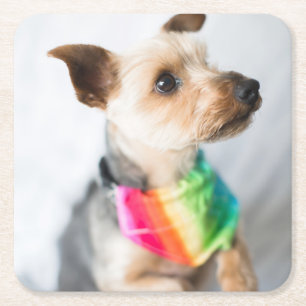 Gay Pride Rainbow Dog   Yorkshire Terrier Vierkante Kartonnen Onderzetter
