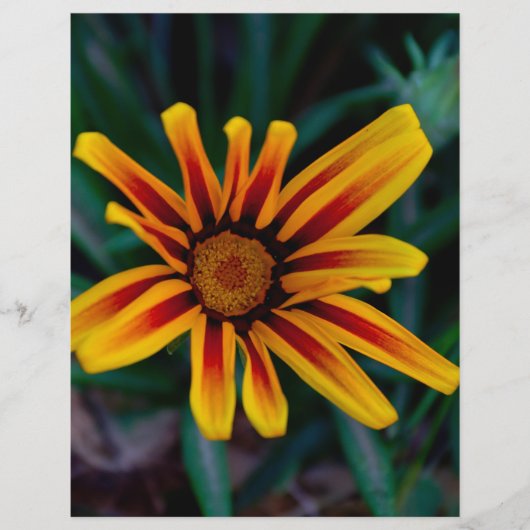 Gazanbloem Flyer (Voorkant)
