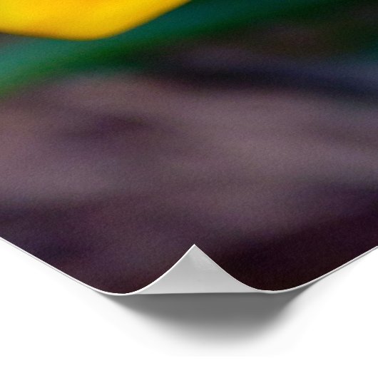 Gazanbloem Poster (Hoek)