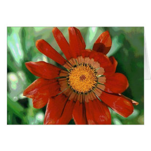 Gazania