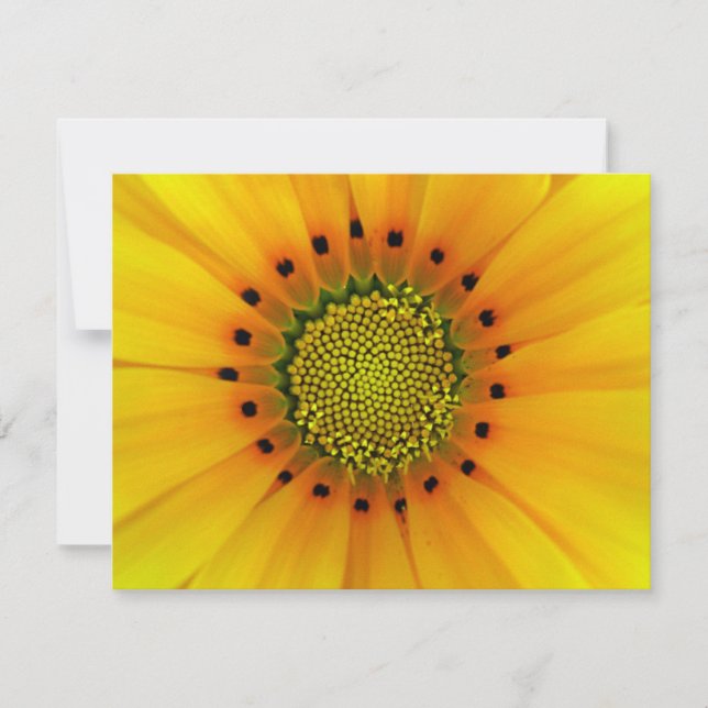 GAZANIA (Voorkant)