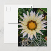 Gazania Bloem Geel Wit Briefkaart (Voorkant / Achterkant)