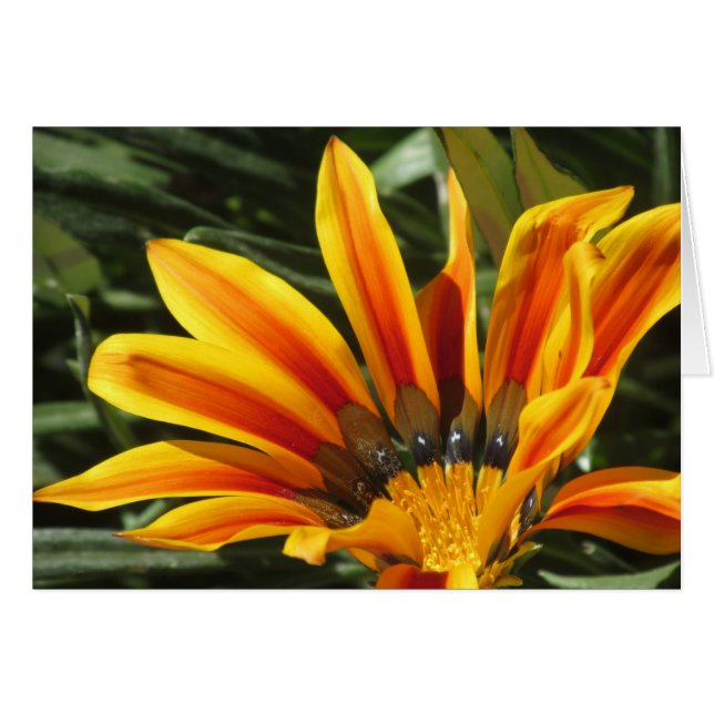 Gazania Bloom (Voorkant Horizontaal)