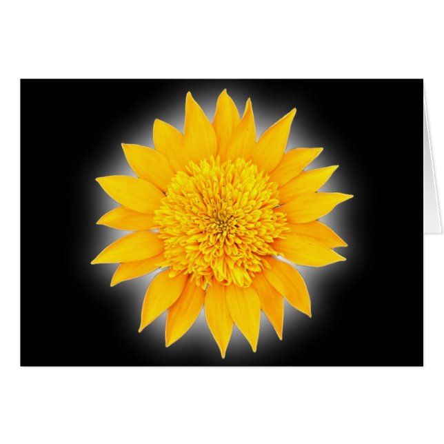 Gazania Blossom (Devant Horizontal)