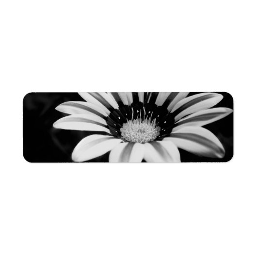 GAZANIA ETIKET (Voorkant)