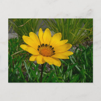 Gazania Flower Briefkaart