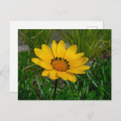 Gazania Flower Briefkaart (Voorkant / Achterkant)