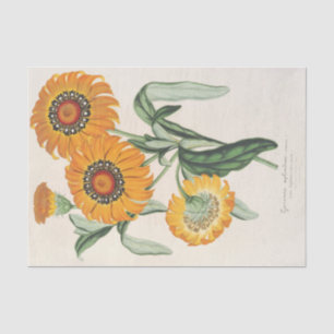 Gazania splendens (hybride) door Charles Lemaire Tissuepapier