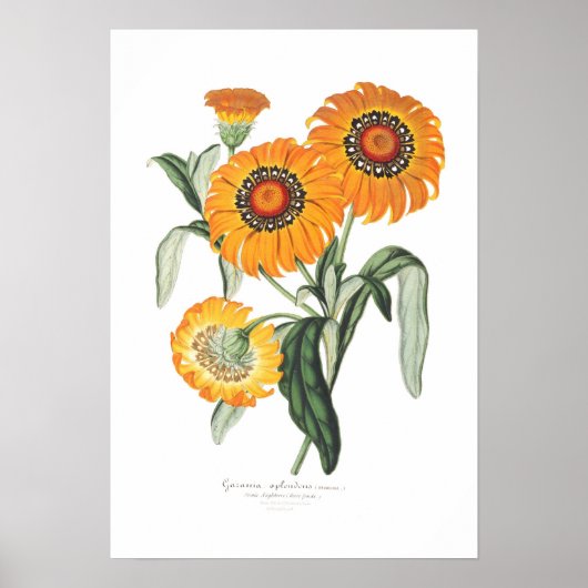 Gazania splendens poster (Voorkant)