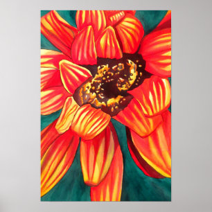 Gazania Zuid-Afrikaanse waterverf Poster