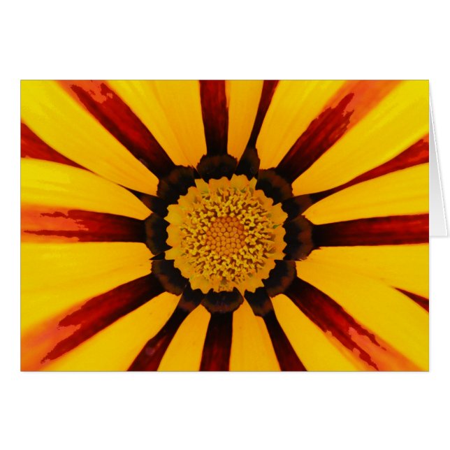 Gazanias (Voorkant Horizontaal)