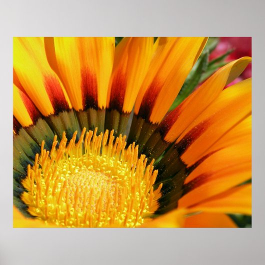 Gazanias Poster (Voorkant)